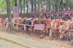 সুনামগঞ্জ সীমান্তে জব্দকৃত ভারতীয় গরু নিলামে বিক্রি