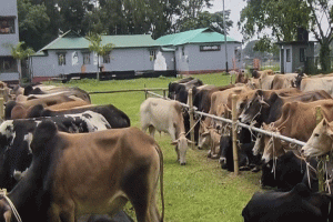 সুনামগঞ্জে জব্দকৃত গরু গায়েব,দায়ীদের বিরুদ্ধে মামলার নির্দেশ