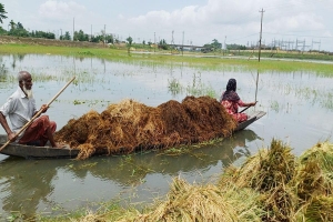 সুনামগঞ্জে ২০০ কোটি টাকার ধান পানির নিচে