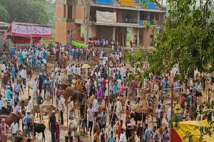 জৈন্তাপুরে পশুর হাটে গরুর সংকট, ক্রেতাদের উপচে পড়া ভিড়
