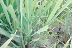 তাহিরপুরে পানির অভাবে ফেটে চৌচির হাওর: বোরো ফলন নিয়ে দিশেহারা কৃষক