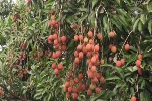 ৮ বিঘার বাগানে ২০০ গাছের লিচু সবার জন্য উন্মুক্ত, বিক্রি হয় না একটিও