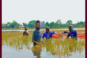 জামালগঞ্জের হাওরে ডুবছে কৃষকের স্বপ্ন, কোমরপানিতে চলছে শেষ লড়াই