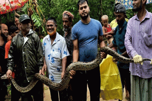 শ্রীমঙ্গলে বাড়ির আঙিনায় ১৪ ফুটের অজগর!