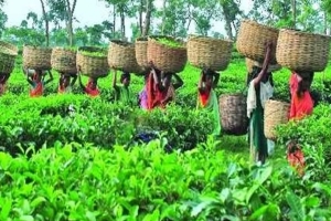হবিগঞ্জের বৈকুন্ডপুর চা বাগান অনির্দিষ্টকালের জন্য বন্ধ