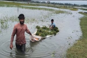 ‘কাচইরা’ বছরে জলাবদ্ধতার কবলে সুনামগঞ্জ