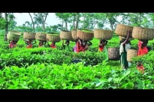 হবিগঞ্জে ভোটের বিগত চিত্র বদলে দিল চা-শ্রমিকেরা