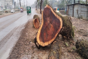 সুনামগঞ্জে সড়ক সংস্কারে ৬ হাজার বৃক্ষ কর্তন: ২৫ কোটির গাছ মাত্র ১ কোটিতে বিক্রির অভিযোগ