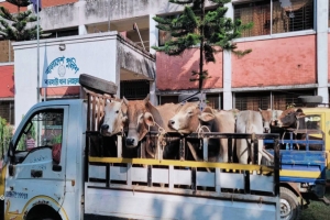 মধ্যনগরে ৩২টি ভারতীয় চোরাই গরুসহ একজন আটক