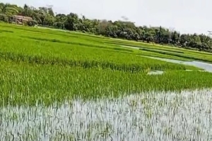 সুনামগঞ্জের দেখার হাওরে জলাবদ্ধতা: প্রতি বছর ৫শ একর জমি পানির নীচে