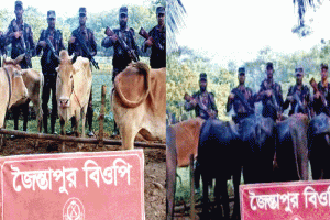 জৈন্তাপুরে ৭৪ লাখ টাকার ভারতীয় মহিষ,গরু ও শাড়ি জব্দ
