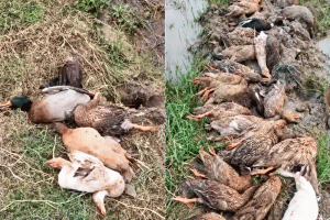 মৌলভীবাজারে বিষ মেশানো ধান খেয়ে ৭০টি ডিম পাড়া হাঁসের মৃত্যু