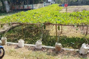 ওসমানীনগরে বস্তা পদ্ধতিতে লাউ চাষে বাজিমাত