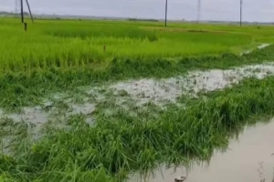 অস্বাভাবিক শিলাবৃষ্টি ও জলাবদ্ধতায় বিপাকে সুনামগঞ্জের হাওরবাসী