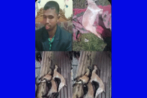 ছাতক পশু হাসপাতালে পিপিআর টিকা না পাওয়ায় একাধিক ছাগলের মৃত্যু