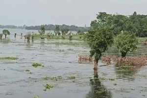 হাওরের রক্ষাকবচ সাবাড়: ফতেপুরে গাছ খেকোদের দৌরাত্ম্য, নীরব প্রশাসন!