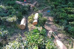 সিলেটে ২০ বছরে উজাড় হয়েছে ৮.৭ হাজার হেক্টর বনভূমি