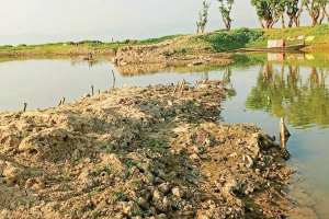 টাঙ্গুয়ার হাওরে ৯ হাজার হেক্টর বোরো ফসল অকাল বন্যার ঝুঁকিতে