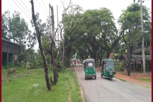 কুলাউড়ার সড়কে মরা গাছ যেন ‘ডেথ ট্র্যাপ’