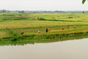 শাল্লায় ধান কাটতে স্বেচ্ছাসেবক চাইল কৃষি অফিস