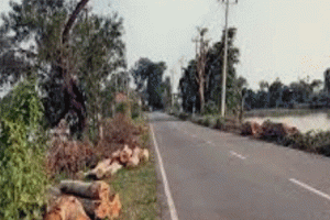 ছাতক-গোবিন্দগঞ্জ সড়কে ৪৩৪ গাছ কাটায় জনমনে নানা প্রশ্ন