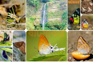 মাধবকুণ্ড জলপ্রপাত : প্রজাপতির রঙে সাজানো স্বর্গভূমি হুমকিতে