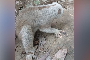 চুনারুঘাটে লোকালয় থেকে বিরল লজ্জাবতী বানর উদ্ধার