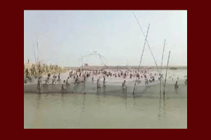 বালাগঞ্জে জলমহালে হাইকোর্টের নিষেধাজ্ঞা অমান্য করে মাছ লুটের অভিযোগ