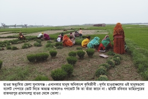 জগন্নাথপুরে তীব্র শীত উপেক্ষা করে বোরো আবাদে ব্যস্ত কৃষকরা