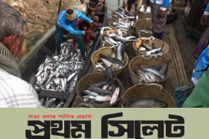 হাকালুকি হাওর থেকে ২৩ প্রজাতির দেশীয় মাছ বিলুপ্তি! 