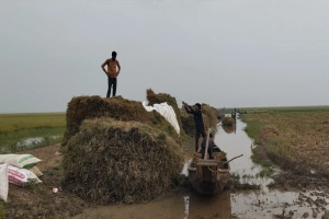 ধান কাটা নিয়ে বিপাকে তাহিরপুরের কৃষক