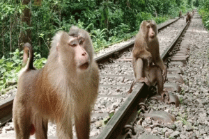 কমলগঞ্জে লাউয়াছড়ায় দেখা মিলল বিরল উল্টোলেজি বানর