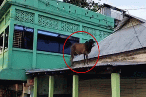 সুনামগঞ্জে ‘স্পাইডার-ম্যান’ ষাড়!