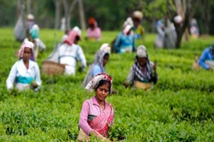 গণভোট অচেনা, অজানা—গ্রাম আর চা বাগান কি তবে গণতন্ত্রের বাইরে?