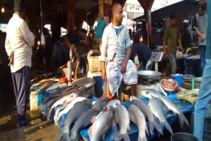 শ্রীমঙ্গলে শুরু হলো ঐতিহ্যবাহী মাছের মেলা
