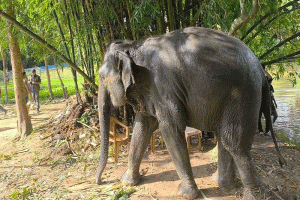 মৌলভীবাজারে উদ্ধার দুই হাতি পাঠানো হচ্ছে গাজীপুর সাফারি পার্কে