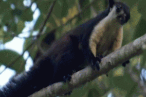 চুনারুঘাট রেমা-কালেঙ্গার গহিন বনে বিশালাকৃতির কাঠবিড়ালি
