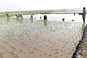 হাওরে বোরো ধান রোপণে কৃষকের ব্যস্ততা