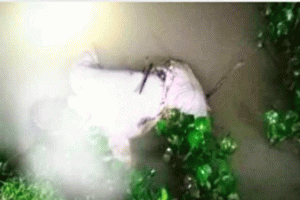 জকিগঞ্জে ডোবা থেকে মরদেহ উদ্ধার