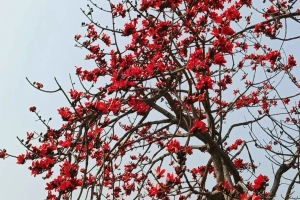 শিমুলের রক্তিম আভায় মুখর যাদুকাটা তীর
