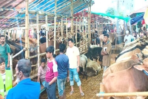 সিলেটে কোরবানির পশুর হাটে বেচাকেনায় মন্দা : হতাশ বিক্রেতারা