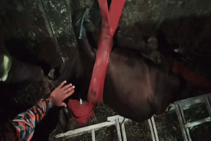 সুনামগঞ্জে ড্রেনে পরে যাওয়া গরু উদ্ধার করল পুলিশ-ফায়ার সার্ভিস
