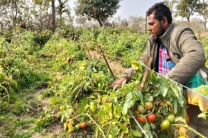 দোয়ারাবাজারে বিষমুক্ত সবজির বাম্পার ফলন: সংরক্ষণের অভাবে ন্যায্য মূল্য পাচ্ছেন না কৃষকরা