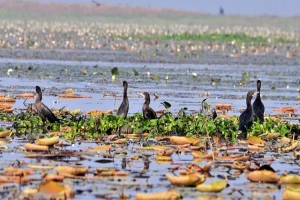মৌলভীবাজারের বাইক্কা বিলে কমছে পরিযায়ী পাখি
