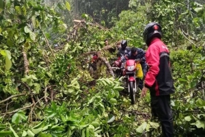 গাছ উপড়ে কমলগঞ্জ-শ্রীমঙ্গল সড়কে যোগাযোগ বিচ্ছিন্ন