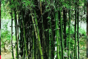 গদ্য কার্টুন : একুশ শতকের বাঁশতলা