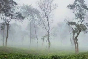 শ্রীমঙ্গলে কনকনে শীত, ঠাণ্ডাজনিত রোগে বাড়ছে ভোগান্তি