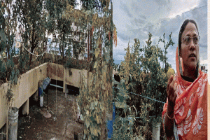 সবুজের ভূ-স্বর্গ পারভীন চৌধুরীর ভালোবাসার ছাদবাগান