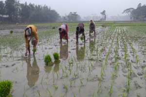 হবিগঞ্জে বোরো ধানের আবাদ শুরু, লক্ষ্যমাত্রা ছাড়িয়ে চাষের সম্ভাবনা