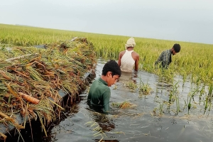 অতিবৃষ্টি ও ত্রিমুখী সংকটে বিপন্ন হাওরের বোরো ধান